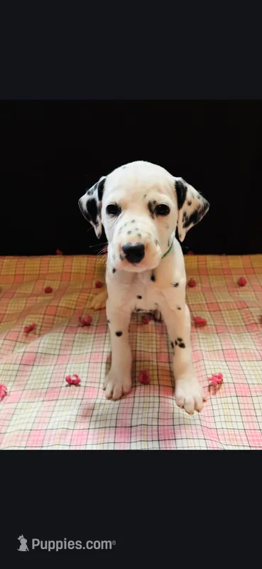 Pongo, a male Dalmatian for sale in Franklinton, NC – Photo 1 of 1