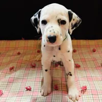 Pongo, a male Dalmatian for sale in Franklinton, NC – Photo 3 of 3