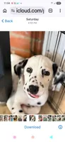 Pongo, a male Dalmatian for sale in Franklinton, NC – Photo 2 of 3