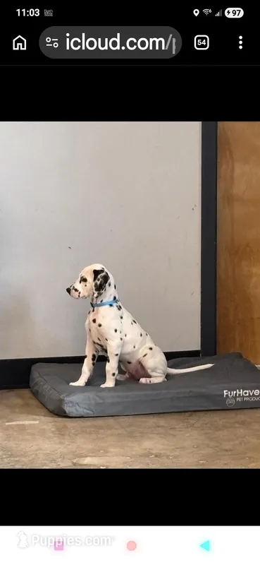 Pongo – Dalmatian puppy for sale in Franklinton, NC