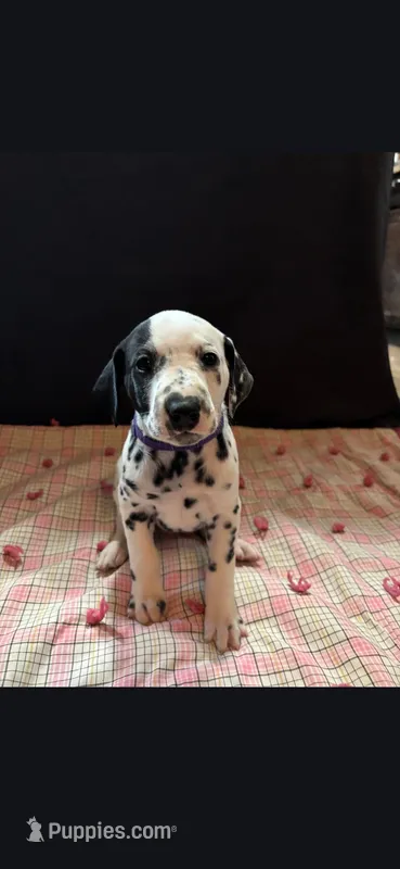 Perdita , a female Dalmatian for sale in Franklinton, NC – Photo 1 of 1