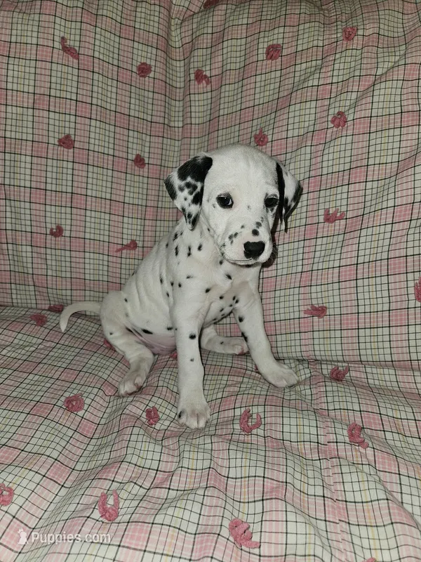 Zwei , a female Dalmatian for sale in Franklinton, NC – Photo 1 of 1