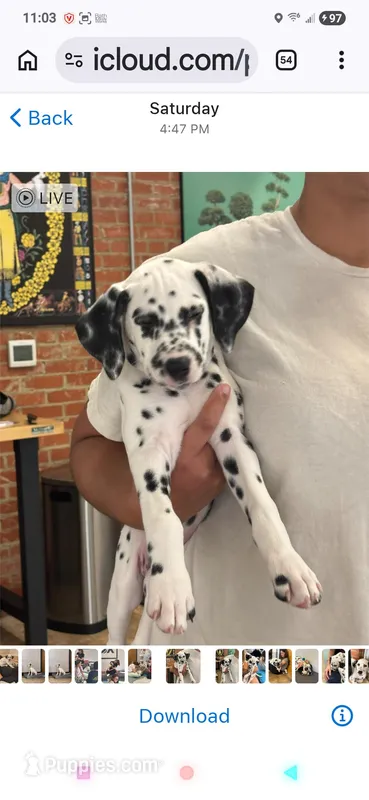 Polka  – Dalmatian puppy for sale in Franklinton, NC