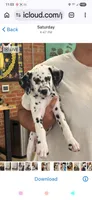 Polka , a female Dalmatian for sale in Franklinton, NC – Photo 1 of 3
