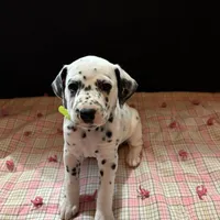 Polka , a female Dalmatian for sale in Franklinton, NC – Photo 2 of 3