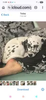 Polka , a female Dalmatian for sale in Franklinton, NC – Photo 3 of 3