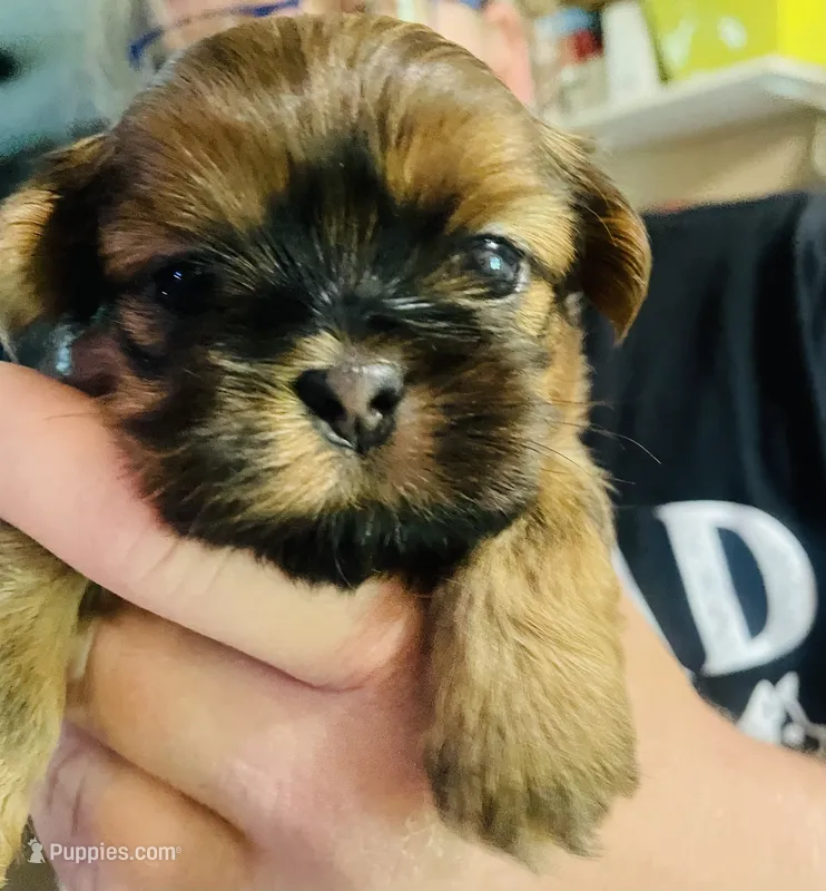 Boy B – Shih Tzu puppy for sale in Holland, OH