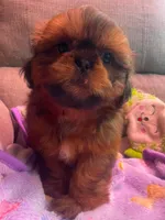 Boy B, a male Shih Tzu for sale in Holland, OH – 2 of 7