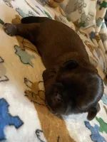 Boy B, a male Shih Tzu for sale in Holland, OH – 2 of 3
