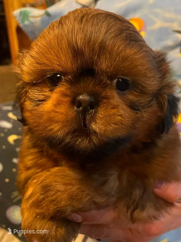 Boy B – Shih Tzu puppy for sale in Holland, OH