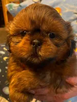 Boy B, a male Shih Tzu for sale in Holland, OH – 3 of 7