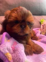 Boy B, a male Shih Tzu for sale in Holland, OH – 6 of 7