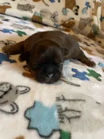 Boy C, a male Shih Tzu for sale in Holland, OH – 2 of 3