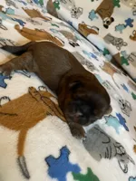 Boy C, a male Shih Tzu for sale in Holland, OH – 3 of 3