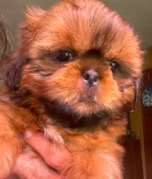 Boy B, a male Shih Tzu for sale in Holland, OH – 1 of 7