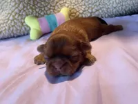 Girl D, a female Shih Tzu for sale in Holland, OH – Photo 2 of 2