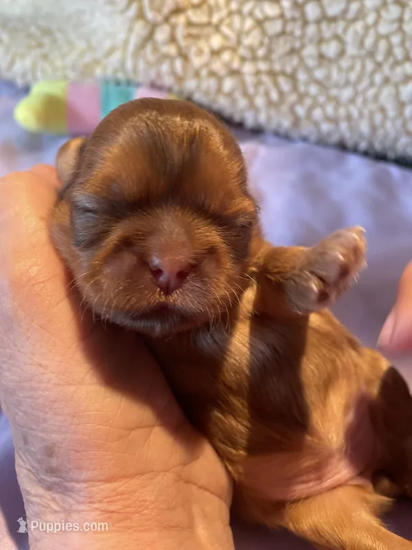 Girl D – Shih Tzu puppy for sale in Holland, OH