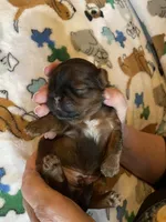 Boy B, a male Shih Tzu for sale in Holland, OH – 1 of 3