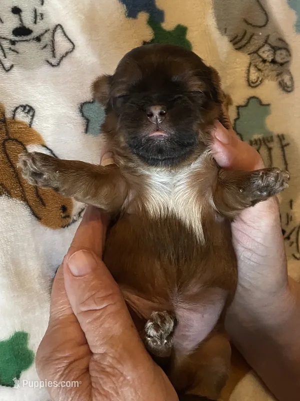 Boy C – Shih Tzu puppy for sale in Holland, OH