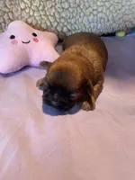 Girl C, a female Shih Tzu for sale in Holland, OH – Photo 2 of 3