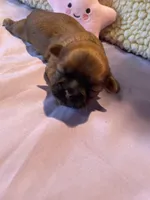 Girl C, a female Shih Tzu for sale in Holland, OH – Photo 3 of 3