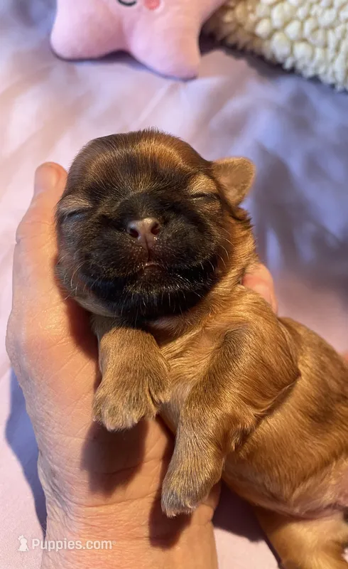 Girl C – Shih Tzu puppy for sale in Holland, OH