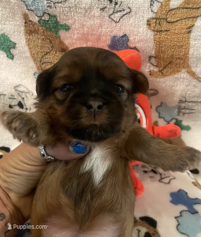 Boy C – Shih Tzu puppy for sale in Holland, OH