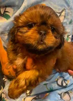 Boy B, a male Shih Tzu for sale in Holland, OH – 4 of 7