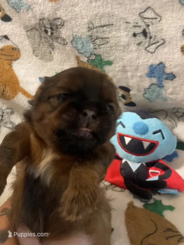 Boy B – Shih Tzu puppy for sale in Holland, OH