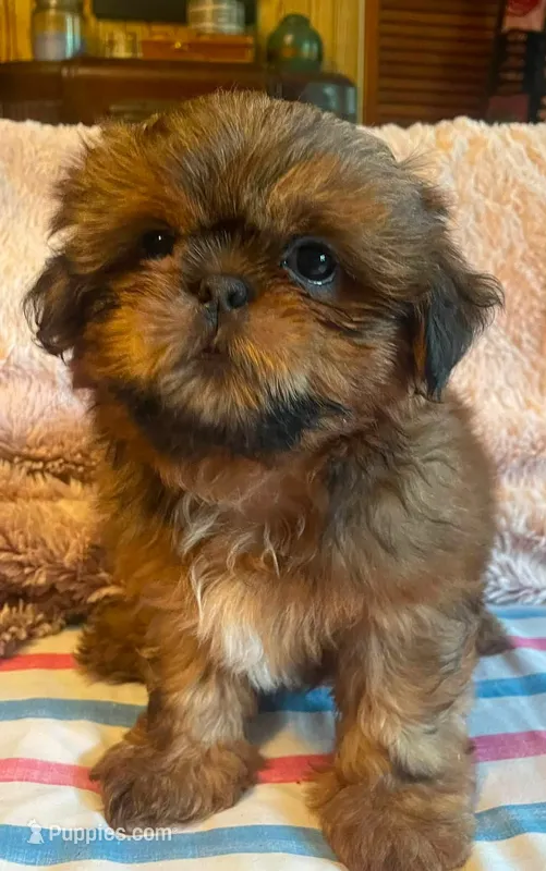 Boy B – Shih Tzu puppy for sale in Holland, OH