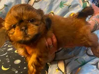 Boy B, a male Shih Tzu for sale in Holland, OH – 7 of 7