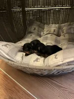 Honey girl, a female Yorkshire Terrier for sale in Coal Township, PA – Photo 7 of 8