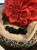 Honey girl, a female Yorkshire Terrier for sale in Coal Township, PA – Photo 6 of 8