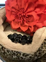 Honey girl, a female Yorkshire Terrier for sale in Coal Township, PA – Photo 8 of 8