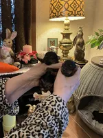 Honey girl, a female Yorkshire Terrier for sale in Coal Township, PA – Photo 1 of 8