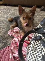 Blue (PA Yorkie), a male Yorkshire Terrier for sale in Coal Township, PA – Photo 8 of 10