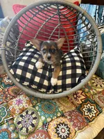 Blue (PA Yorkie), a male Yorkshire Terrier for sale in Coal Township, PA – Photo 5 of 10