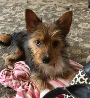 Blue (PA Yorkie), a male Yorkshire Terrier for sale in Coal Township, PA – Photo 1 of 10