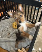 Blue (PA Yorkie), a male Yorkshire Terrier for sale in Coal Township, PA – Photo 4 of 10