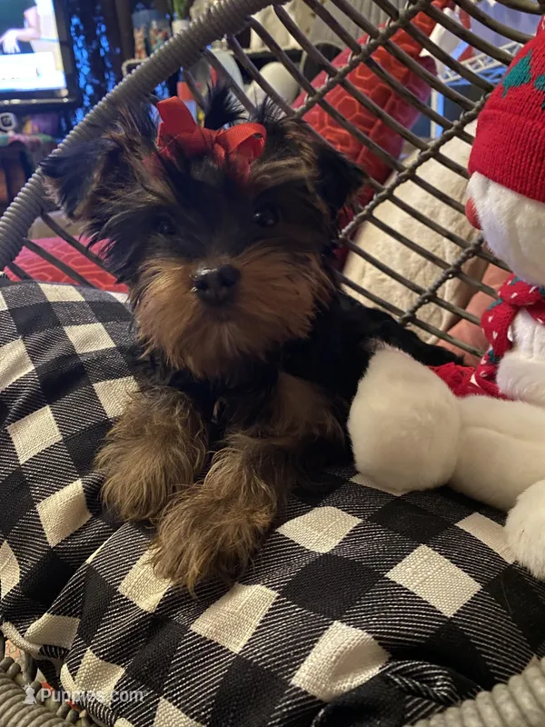 Molly (PA), a female Yorkshire Terrier for sale in Coal Township, PA – Photo 1 of 9