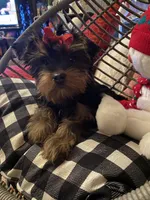 Molly (PA), a female Yorkshire Terrier for sale in Coal Township, PA – Photo 1 of 9