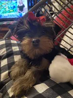Molly (PA), a female Yorkshire Terrier for sale in Coal Township, PA – Photo 2 of 9