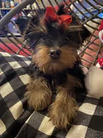 Molly (PA), a female Yorkshire Terrier for sale in Coal Township, PA – Photo 4 of 9