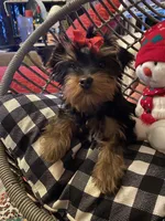Molly (PA), a female Yorkshire Terrier for sale in Coal Township, PA – Photo 3 of 9