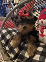 Molly (PA), a female Yorkshire Terrier for sale in Coal Township, PA – Photo 5 of 9