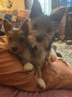 Charlie (PA Yorkie), a male Yorkshire Terrier for sale in Coal Township, PA – Photo 8 of 8