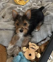 Charlie (PA Yorkie), a male Yorkshire Terrier for sale in Coal Township, PA – Photo 2 of 8