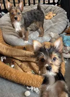 Charlie (PA Yorkie), a male Yorkshire Terrier for sale in Coal Township, PA – Photo 6 of 8