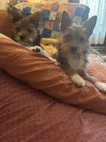 Charlie (PA Yorkie), a male Yorkshire Terrier for sale in Coal Township, PA – Photo 7 of 8