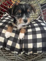 Charlie (PA Yorkie), a male Yorkshire Terrier for sale in Coal Township, PA – Photo 4 of 8